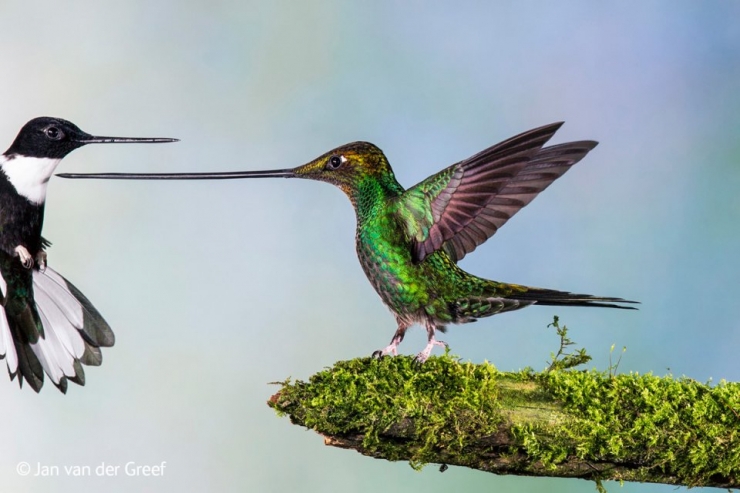 Illustration de l'article : Wildlife Photographer of the Year : les 10 photos les plus saisissantes de l'édition 2014