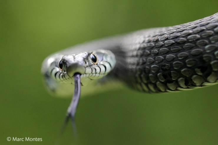 Illustration de l'article : Wildlife Photographer of the Year : les 10 photos les plus saisissantes de l'édition 2014
