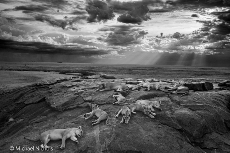 Illustration de l'article : Wildlife Photographer of the Year : les 10 photos les plus saisissantes de l'édition 2014