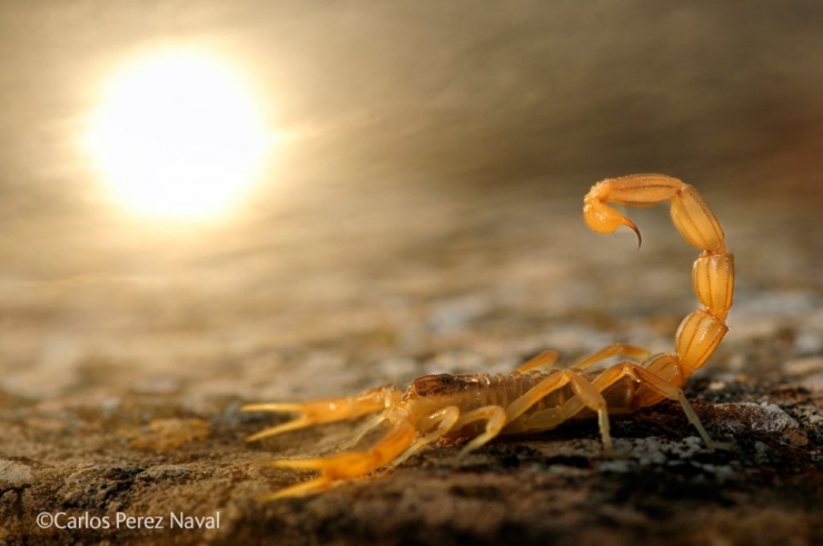 Illustration de l'article : Wildlife Photographer of the Year : les 10 photos les plus saisissantes de l'édition 2014