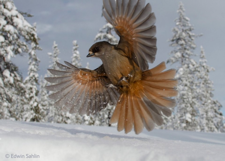 Illustration de l'article : Wildlife Photographer of the Year : les 10 photos les plus saisissantes de l'édition 2014