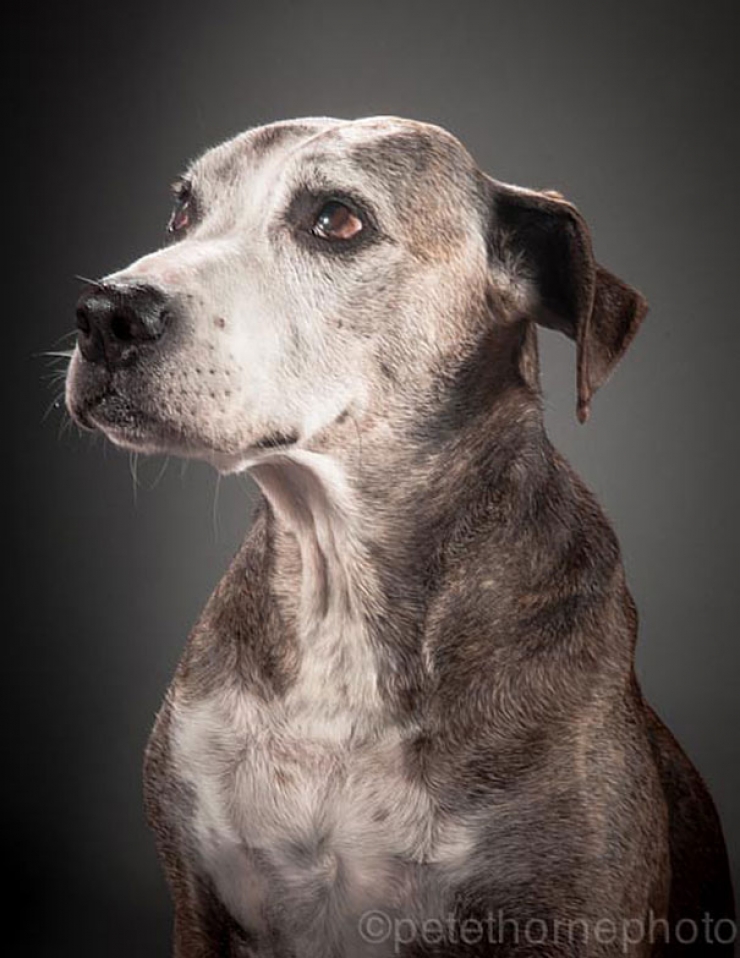 Illustration de l'article : 14 superbes photos de vieux chiens signés Pete Thorne
