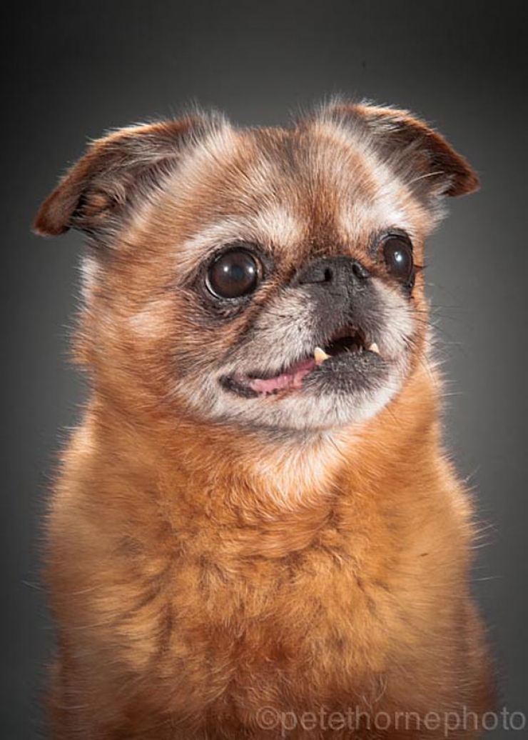 Illustration de l'article : 14 superbes photos de vieux chiens signés Pete Thorne