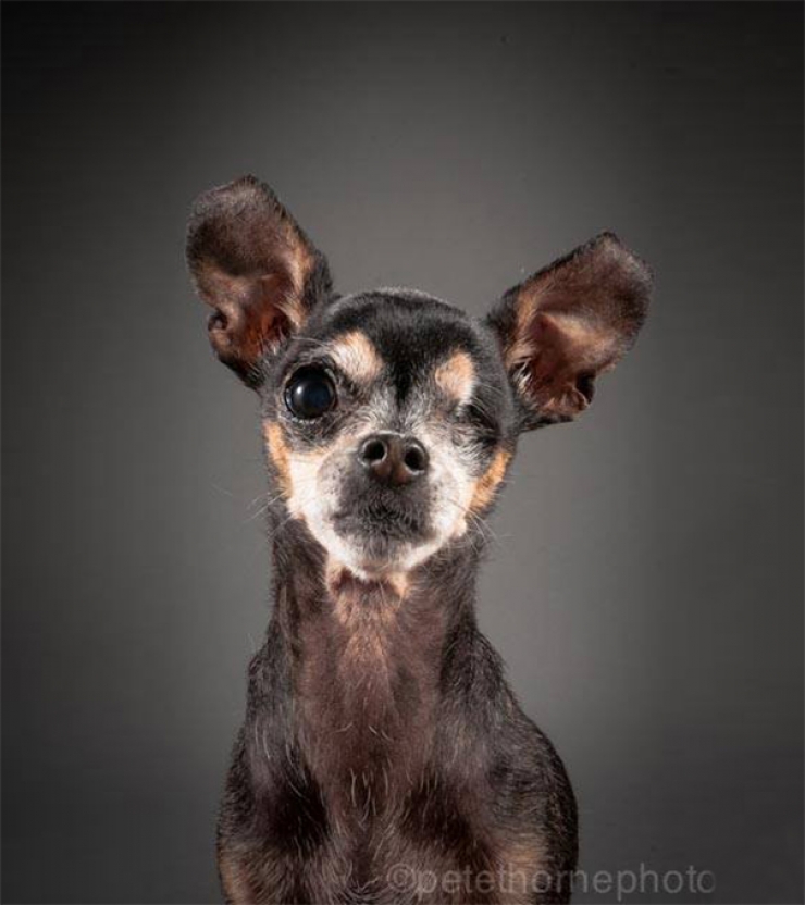 Illustration de l'article : 14 superbes photos de vieux chiens signés Pete Thorne