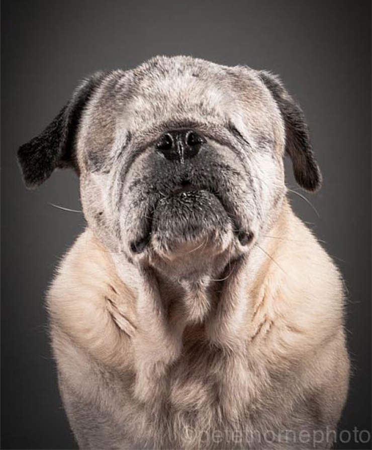 Illustration de l'article : 14 superbes photos de vieux chiens signés Pete Thorne