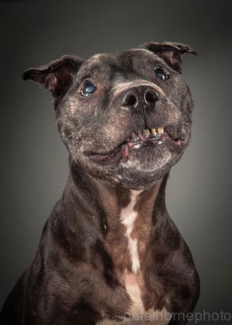 Illustration de l'article : 14 superbes photos de vieux chiens signés Pete Thorne