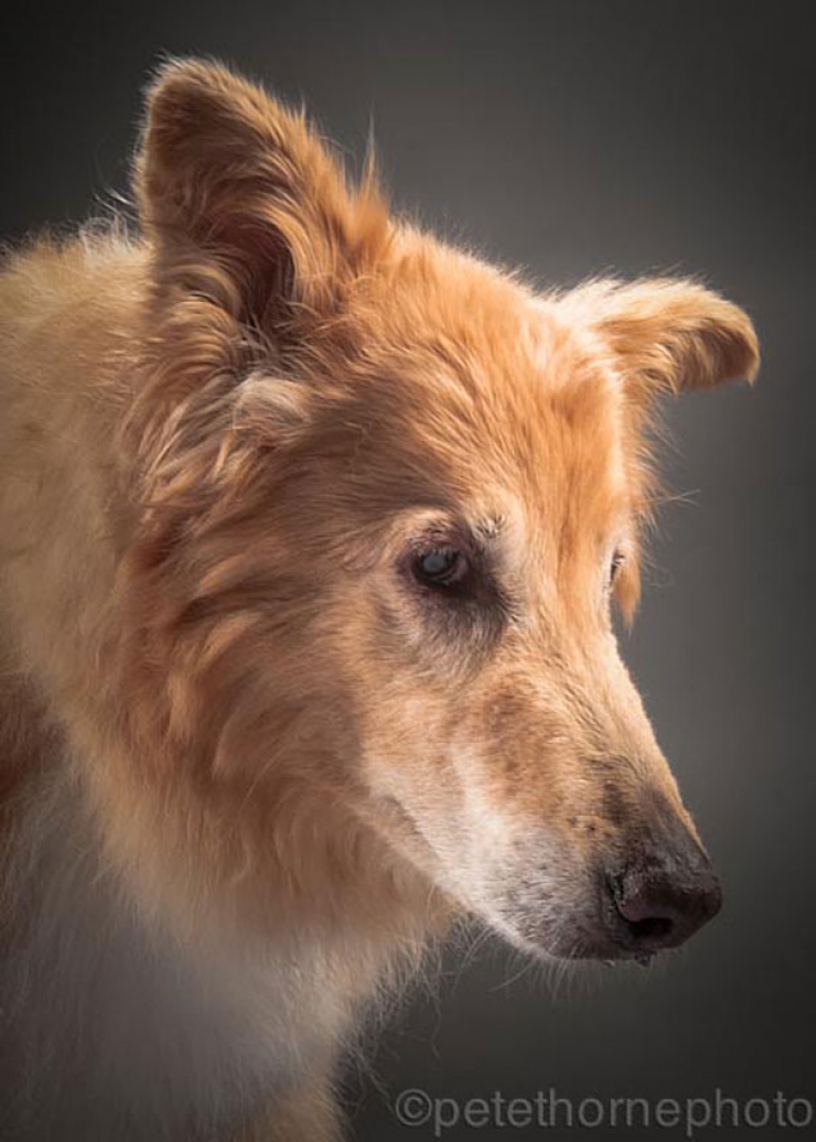 Illustration de l'article : 14 superbes photos de vieux chiens signés Pete Thorne
