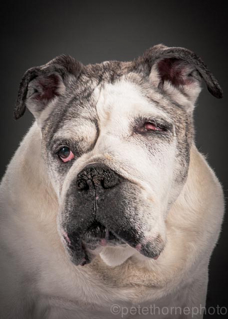 Illustration de l'article : 14 superbes photos de vieux chiens signés Pete Thorne