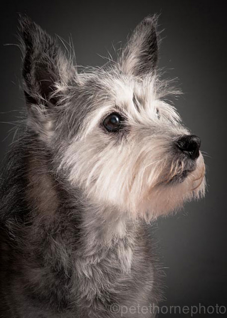 Illustration de l'article : 14 superbes photos de vieux chiens signés Pete Thorne