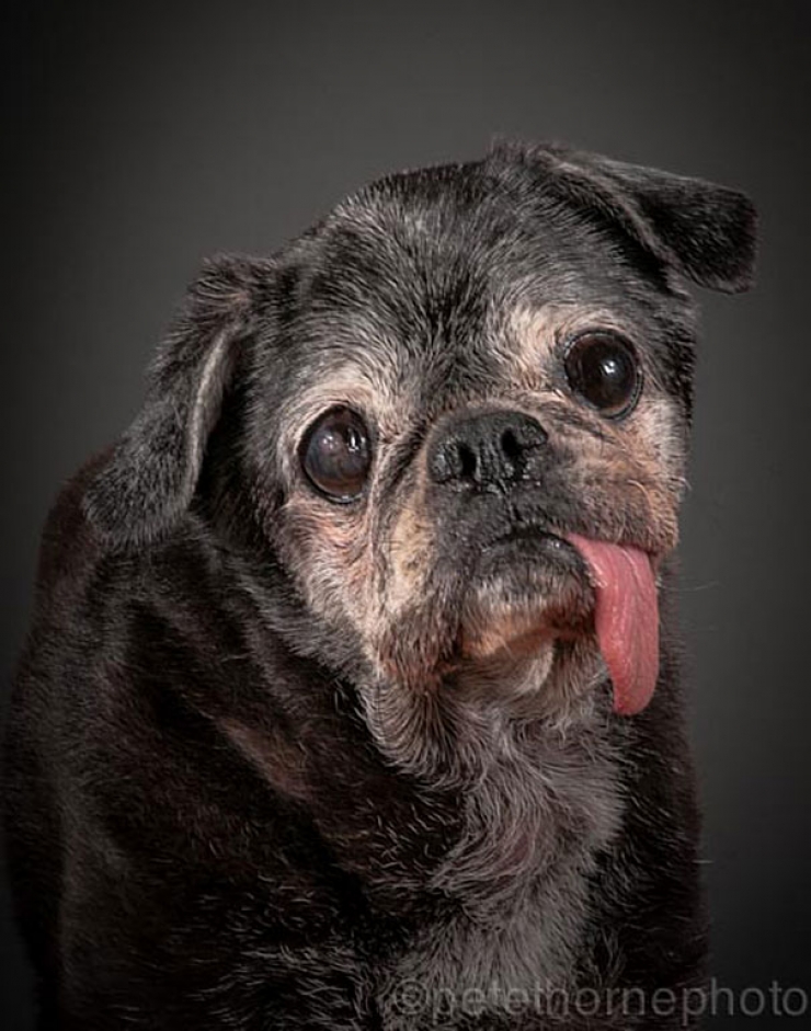 Illustration de l'article : 14 superbes photos de vieux chiens signés Pete Thorne
