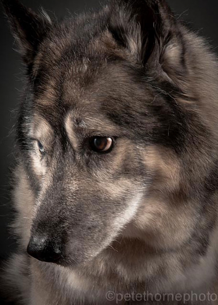 Illustration de l'article : 14 superbes photos de vieux chiens signés Pete Thorne