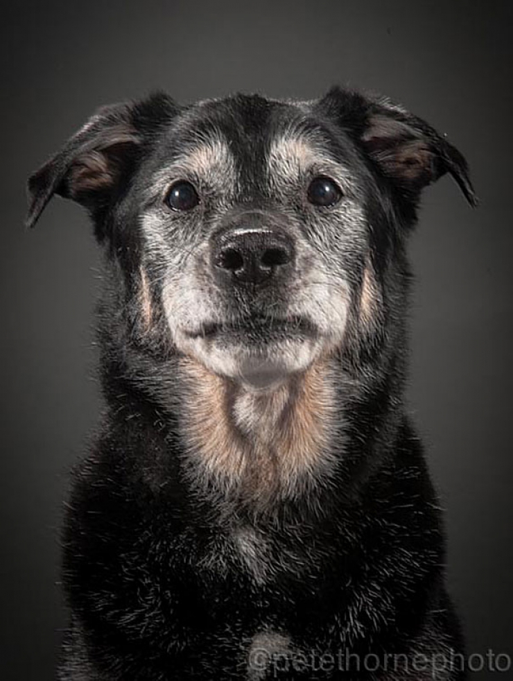 Illustration de l'article : 14 superbes photos de vieux chiens signés Pete Thorne