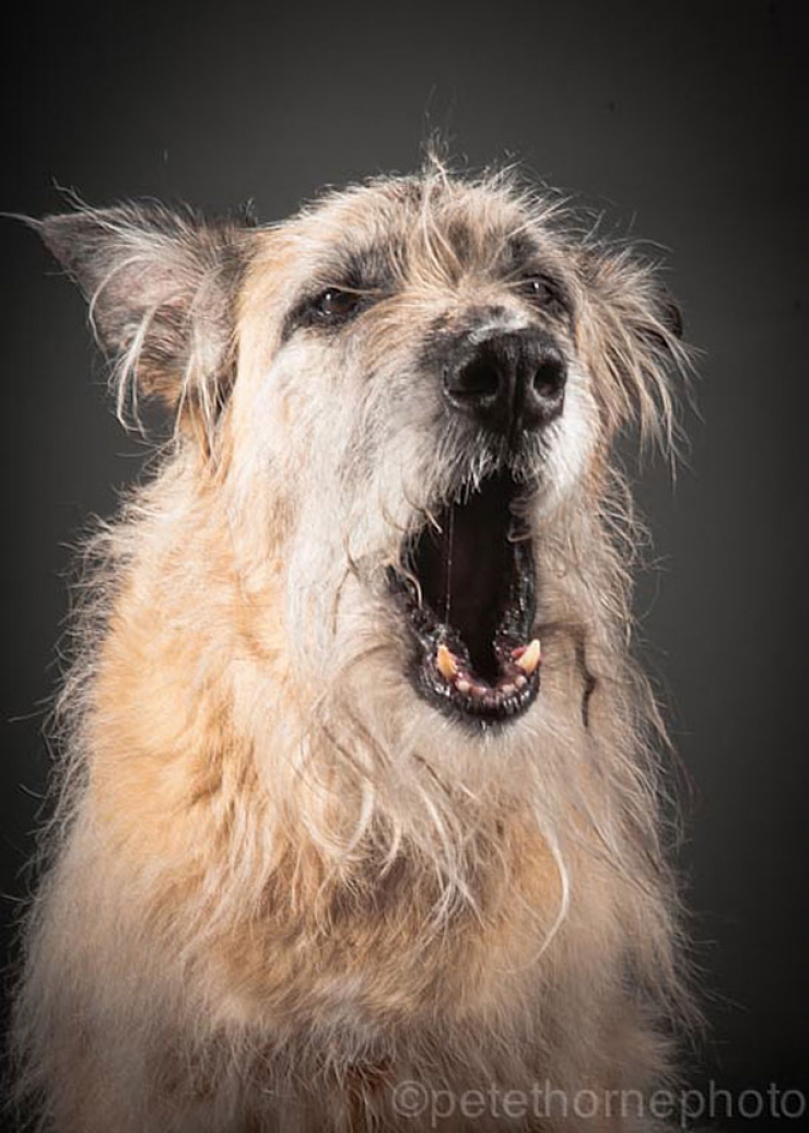 Illustration de l'article : 14 superbes photos de vieux chiens signés Pete Thorne