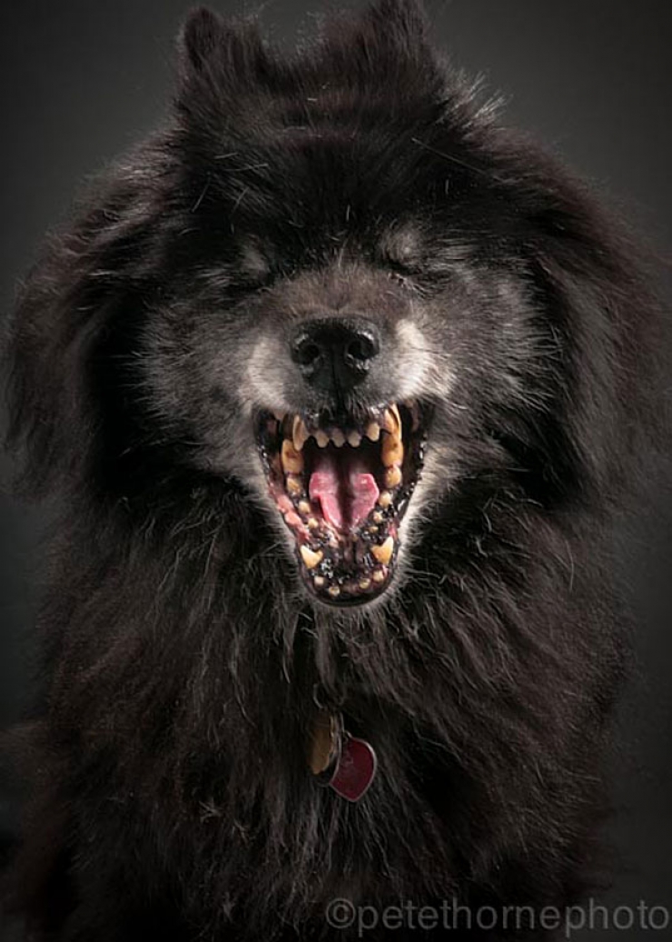 Illustration de l'article : 14 superbes photos de vieux chiens signés Pete Thorne