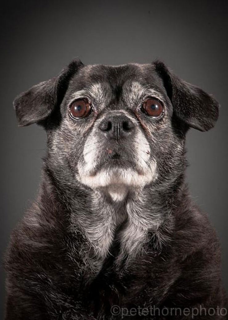 Illustration de l'article : 14 superbes photos de vieux chiens signés Pete Thorne
