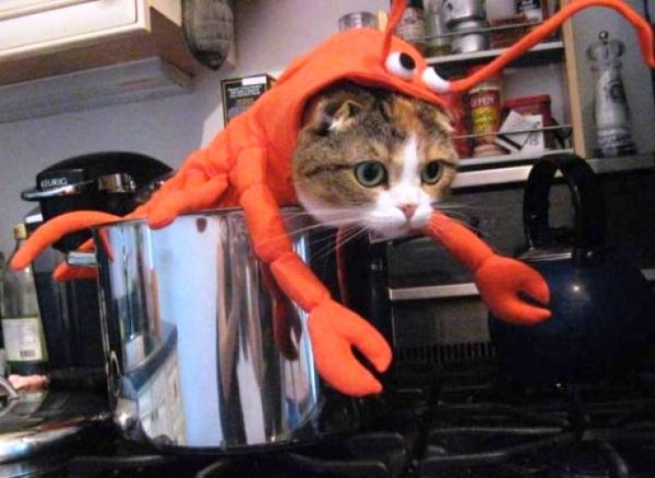 24 Photos D Animaux Deguises Qui Vous Feront Sourire 24 Photos D Animaux Deguises Qui Vous Feront Sourire