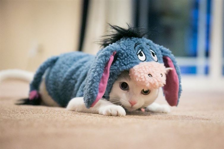 24 Photos D Animaux Deguises Qui Vous Feront Sourire 24 Photos D Animaux Deguises Qui Vous Feront Sourire