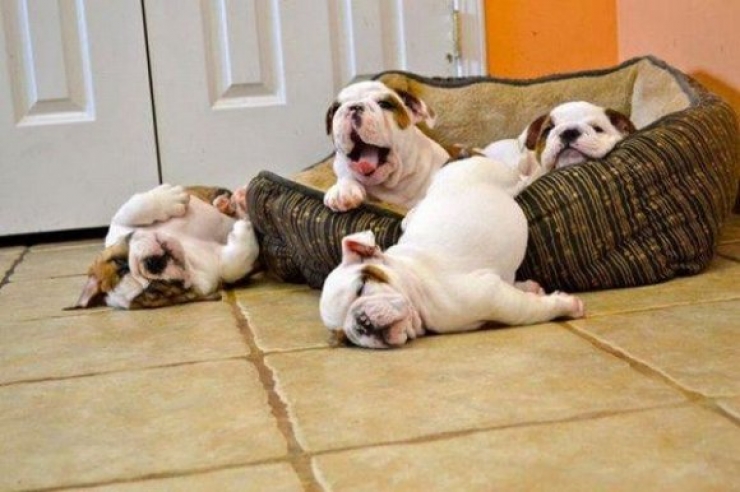 Illustration de l'article : Ces 15 chiens sont complètement crevés !