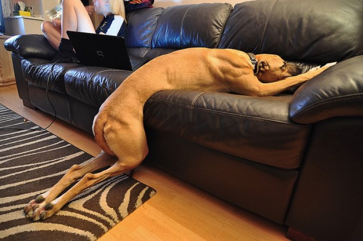 Illustration de l'article : Ces 15 chiens sont complètement crevés !