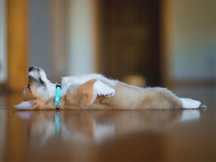 Illustration de l'article : Ces 15 chiens sont complètement crevés !