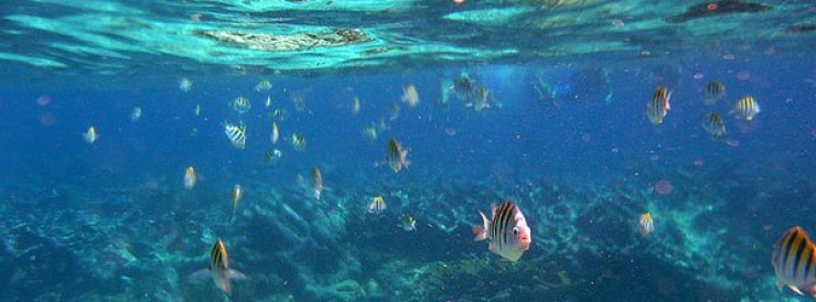 Illustration de l'article : Amateurs de plong&eacute;e, voici 12 spots d'exception &agrave; travers la plan&egrave;te