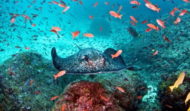 Illustration de l'article : Amateurs de plong&eacute;e, voici 12 spots d'exception &agrave; travers la plan&egrave;te