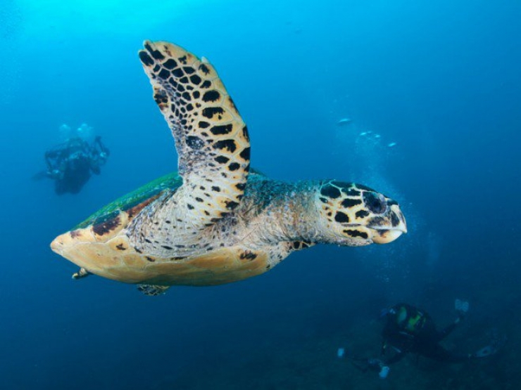 Illustration de l'article : Amateurs de plong&eacute;e, voici 12 spots d'exception &agrave; travers la plan&egrave;te