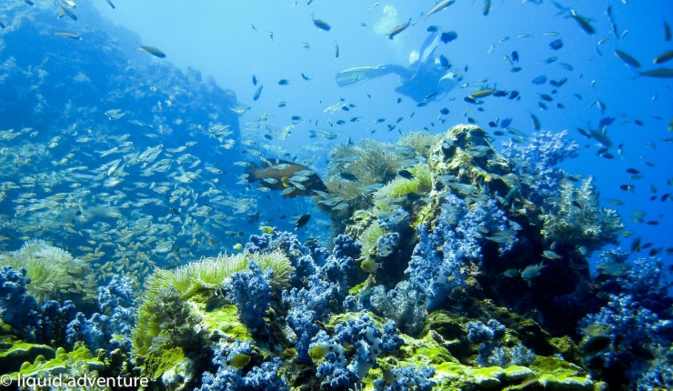 Illustration de l'article : Amateurs de plong&eacute;e, voici 12 spots d'exception &agrave; travers la plan&egrave;te