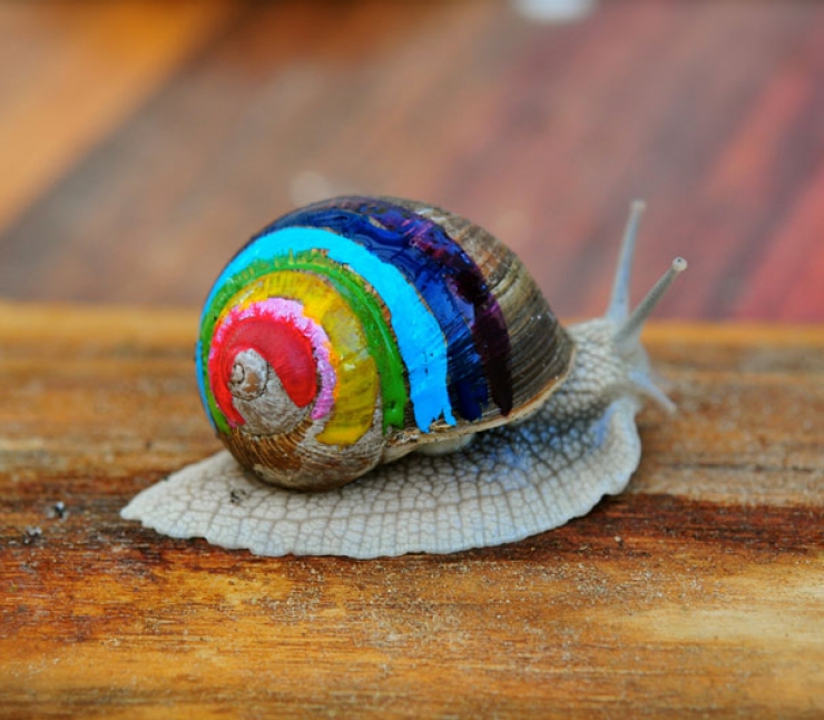 Illustration de l'article : Ces 14 escargots retrouvent des couleurs