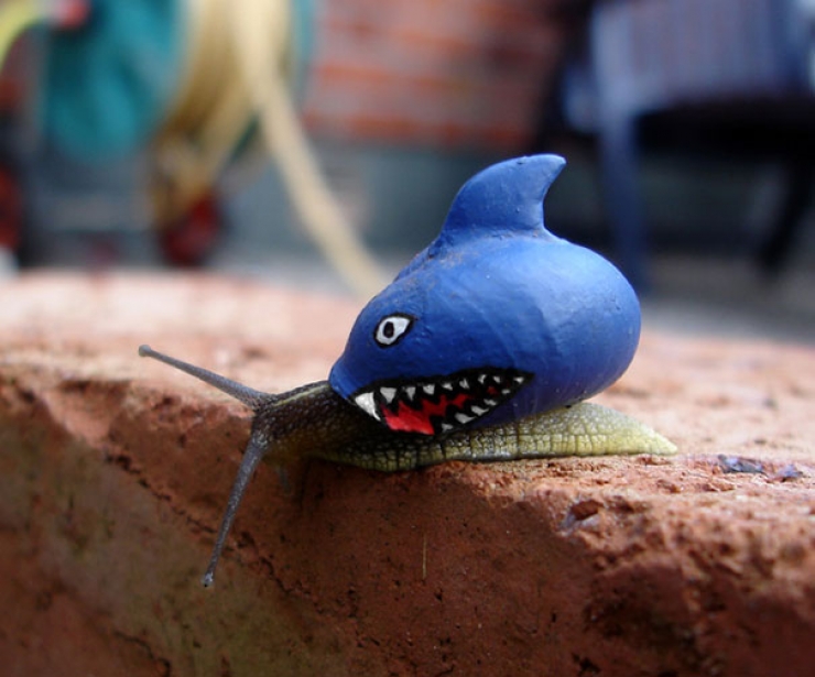 Illustration de l'article : Ces 14 escargots retrouvent des couleurs