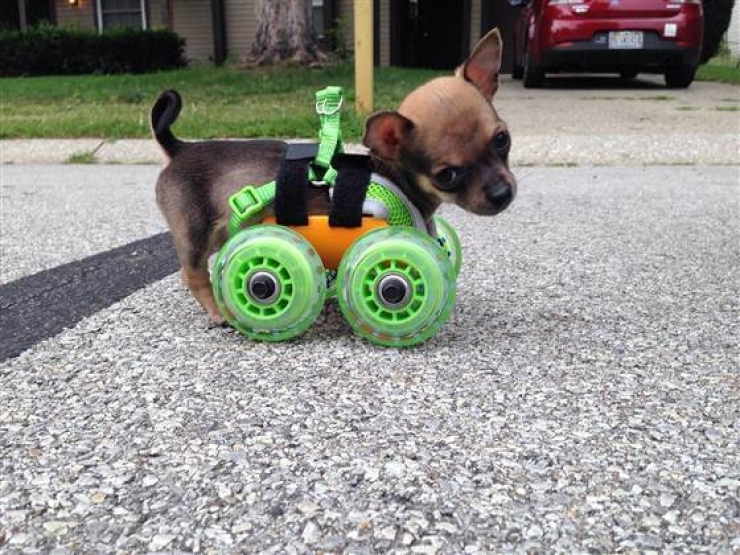 Illustration de l'article : Tout va comme sur des roulettes pour Turbo Roo, le petit chihuahua infirme