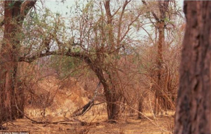 Illustration de l'article : Saurez-vous rep&eacute;rer ces 10 animaux parfaitement camoufl&eacute;s ?