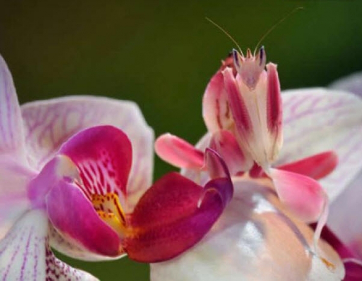 Illustration de l'article : Saurez-vous rep&eacute;rer ces 10 animaux parfaitement camoufl&eacute;s ?