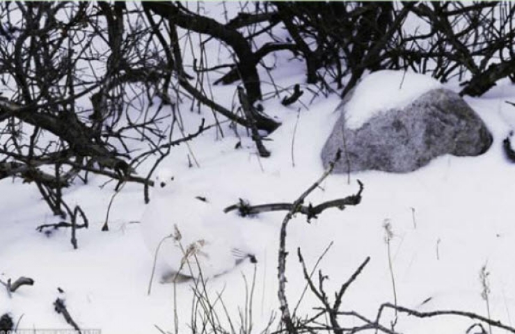 Illustration de l'article : Saurez-vous rep&eacute;rer ces 10 animaux parfaitement camoufl&eacute;s ?