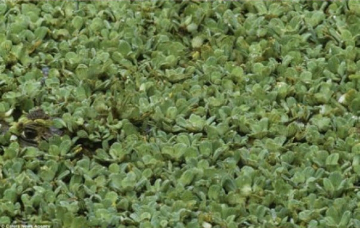 Illustration de l'article : Saurez-vous rep&eacute;rer ces 10 animaux parfaitement camoufl&eacute;s ?