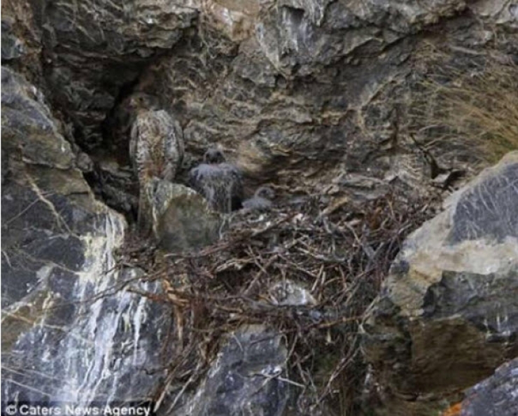 Illustration de l'article : Saurez-vous rep&eacute;rer ces 10 animaux parfaitement camoufl&eacute;s ?