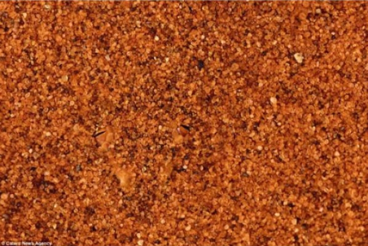 Illustration de l'article : Saurez-vous rep&eacute;rer ces 10 animaux parfaitement camoufl&eacute;s ?