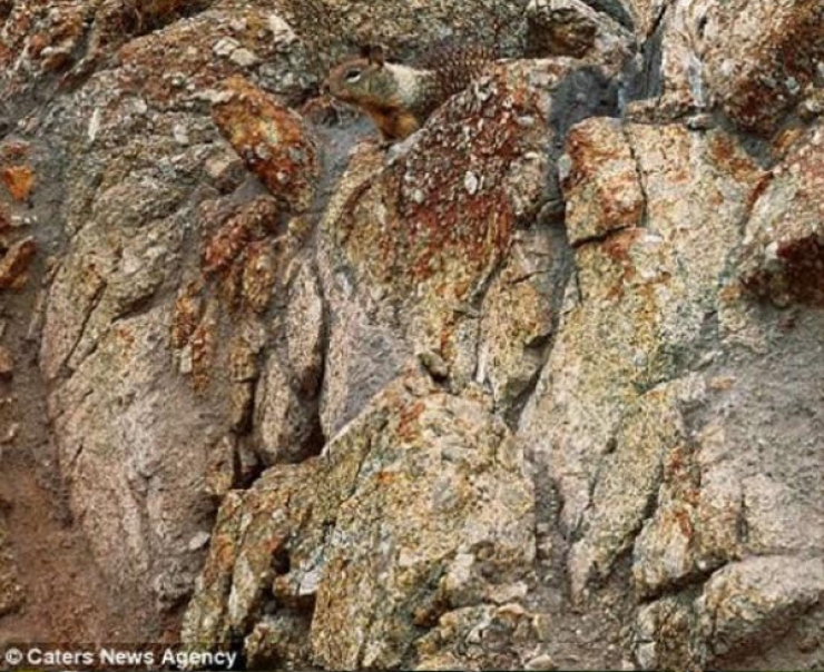 Illustration de l'article : Saurez-vous rep&eacute;rer ces 10 animaux parfaitement camoufl&eacute;s ?