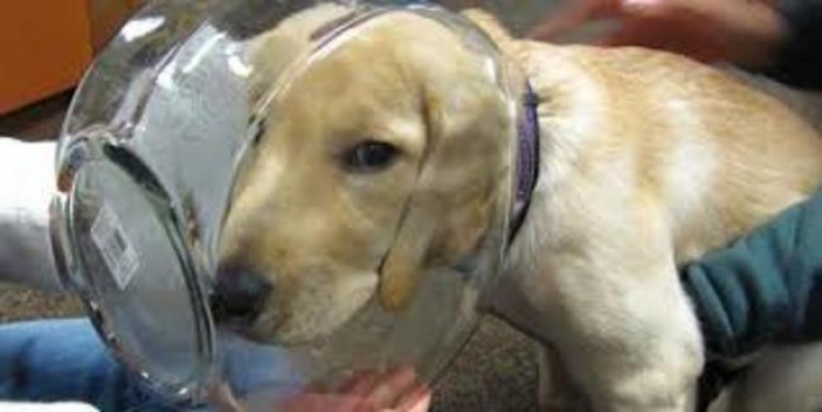 Illustration de l'article : 20 photos qui prouvent que les chiens ont le chic pour se retrouver coincés partout et dans n'importe quoi