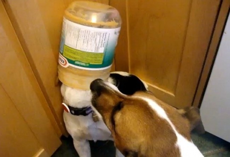 Illustration de l'article : 20 photos qui prouvent que les chiens ont le chic pour se retrouver coincés partout et dans n'importe quoi