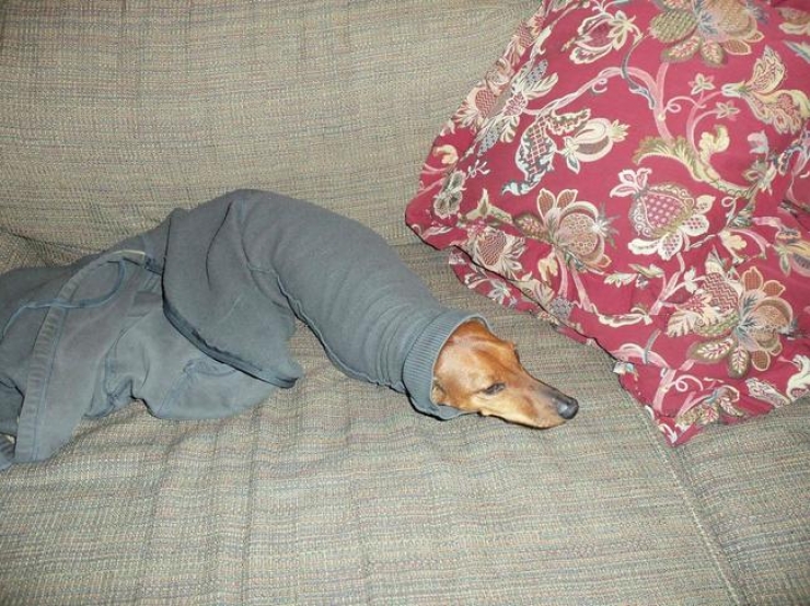 Illustration de l'article : 20 photos qui prouvent que les chiens ont le chic pour se retrouver coincés partout et dans n'importe quoi