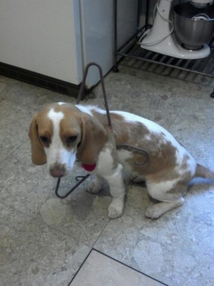 Illustration de l'article : 20 photos qui prouvent que les chiens ont le chic pour se retrouver coincés partout et dans n'importe quoi