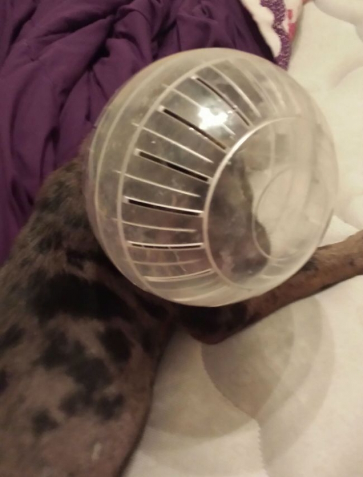 Illustration de l'article : 20 photos qui prouvent que les chiens ont le chic pour se retrouver coincés partout et dans n'importe quoi