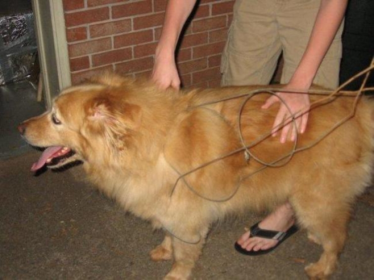 Illustration de l'article : 20 photos qui prouvent que les chiens ont le chic pour se retrouver coincés partout et dans n'importe quoi