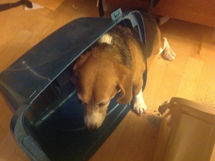 Illustration de l'article : 20 photos qui prouvent que les chiens ont le chic pour se retrouver coincés partout et dans n'importe quoi