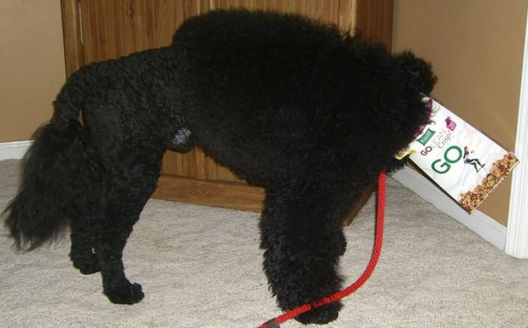 Illustration de l'article : 20 photos qui prouvent que les chiens ont le chic pour se retrouver coincés partout et dans n'importe quoi