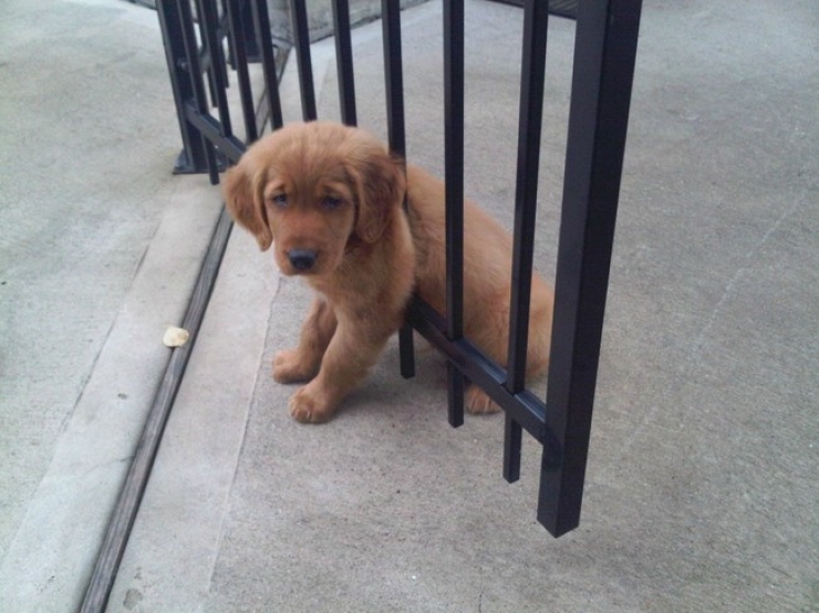 Illustration de l'article : 20 photos qui prouvent que les chiens ont le chic pour se retrouver coincés partout et dans n'importe quoi