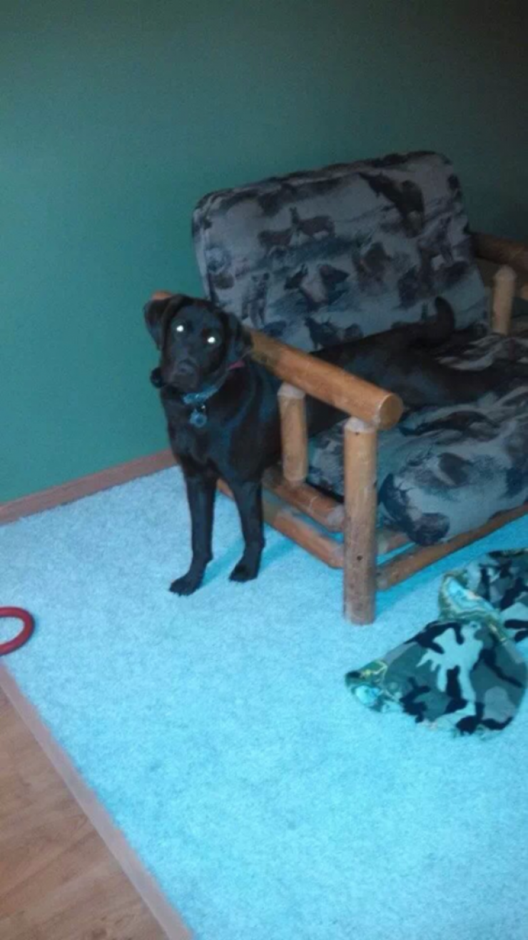 Illustration de l'article : 20 photos qui prouvent que les chiens ont le chic pour se retrouver coincés partout et dans n'importe quoi