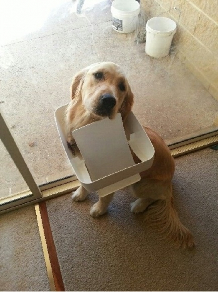 Illustration de l'article : 20 photos qui prouvent que les chiens ont le chic pour se retrouver coincés partout et dans n'importe quoi