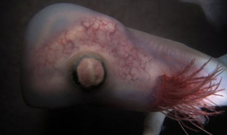 Illustration de l'article : 11 images incroyables de foetus d'animaux